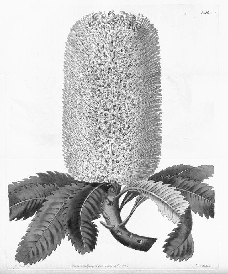 Flower of Banksia, our company's mascot